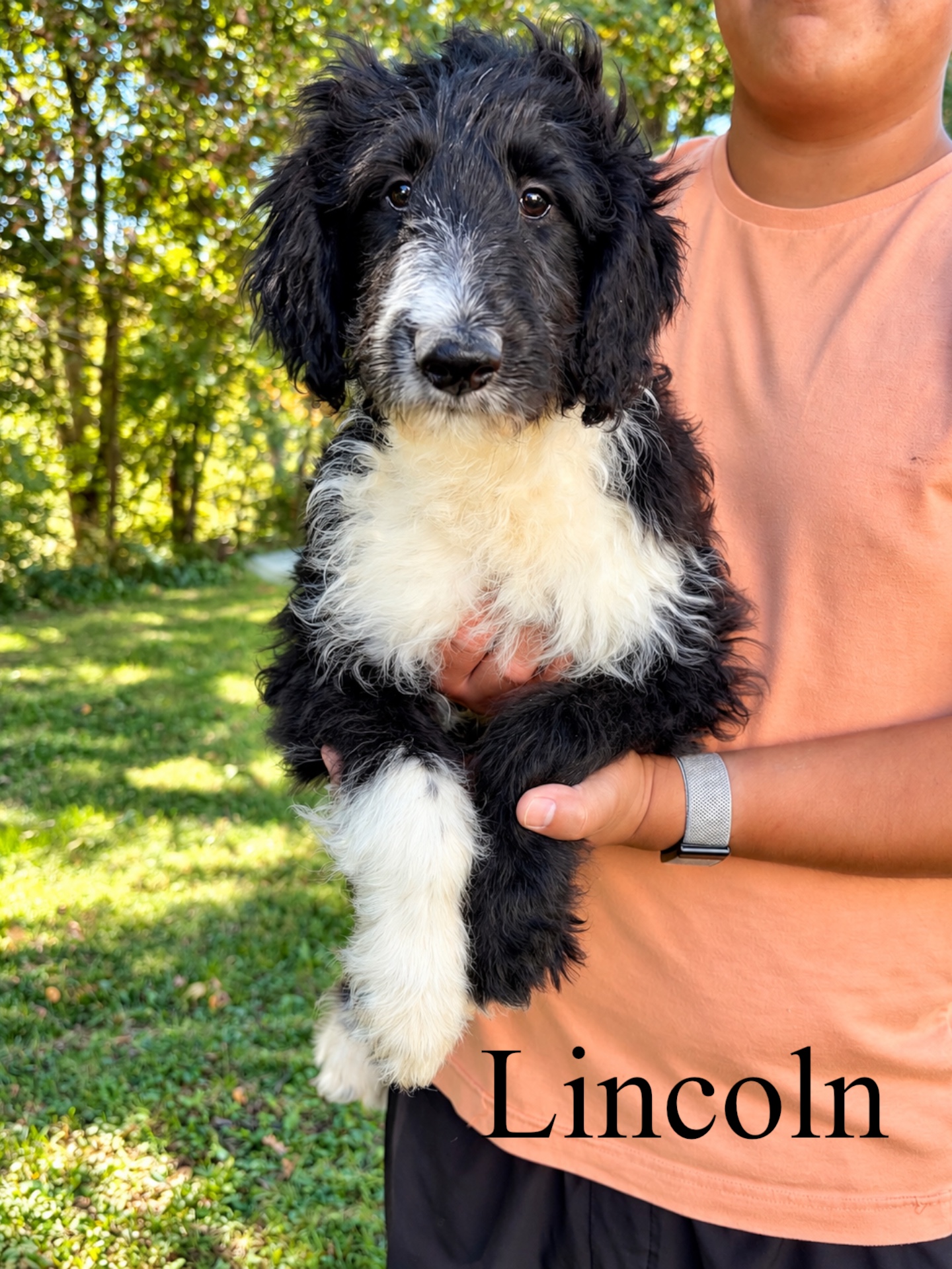 Lincoln  1
